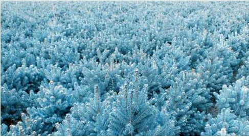 Новое поступление, садовое растение, 50 шт., Evergreen, Colorado, синяя ель, Picea Pungens, Glauca, дерево, бонсай