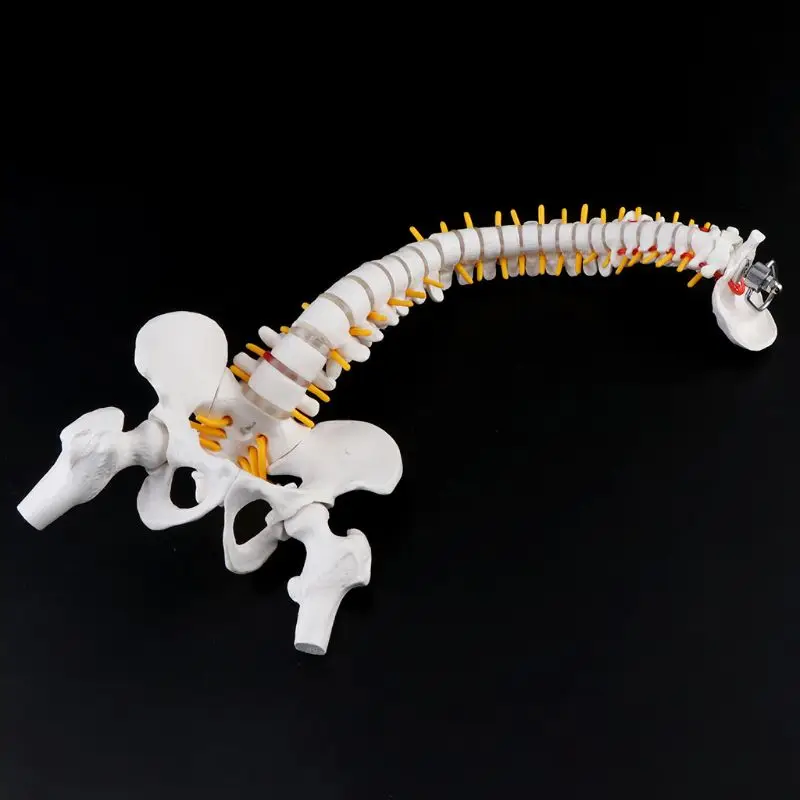 

45cm Flexible Human Spinal Column Vertebral Lumbar Curve Anatomical Model Anatomy Spine Medical Teaching Tool 19QA