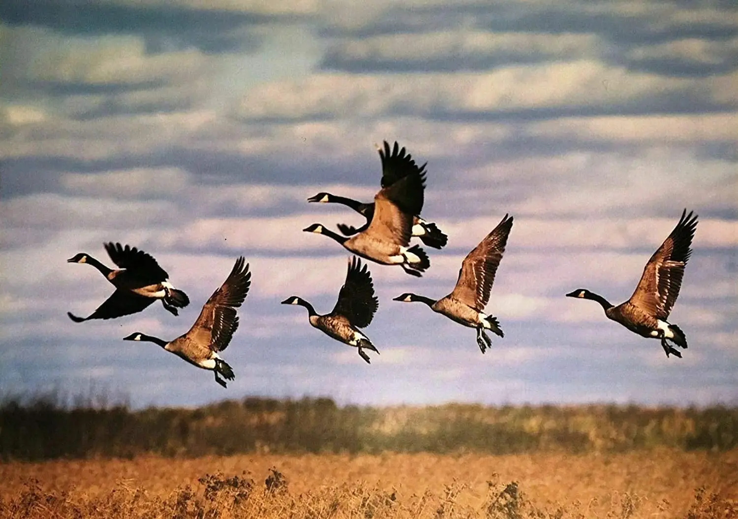 

Flying Geese Wildlife Metal Sign Bar Pub Home Cafe Novelty Wall Decoration Man Cave 8X12 inch