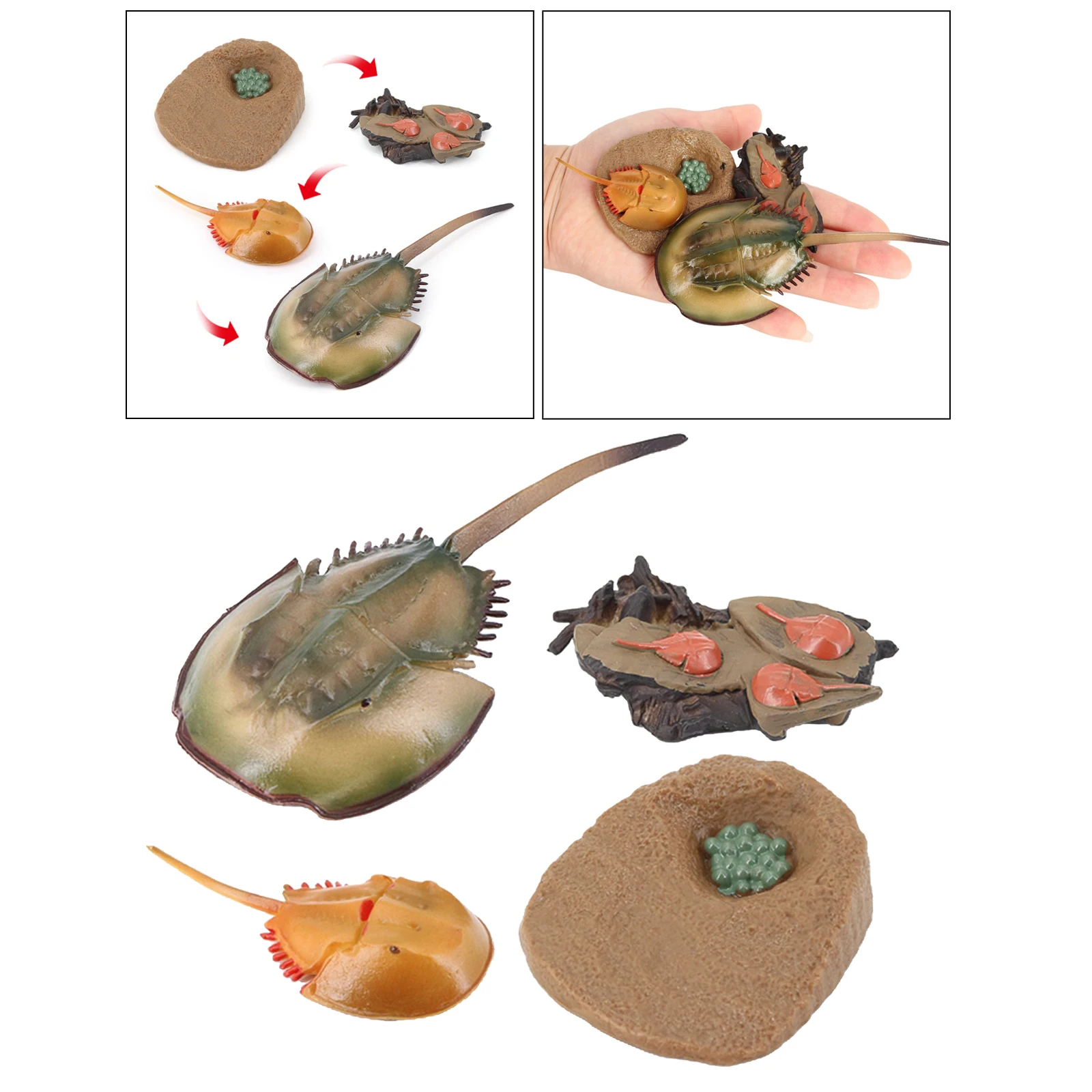 

4 этапа жизненный цикл стрекозы, насекомые, пластиковая игрушечная фигурка-Аутентичные ручная роспись модель
