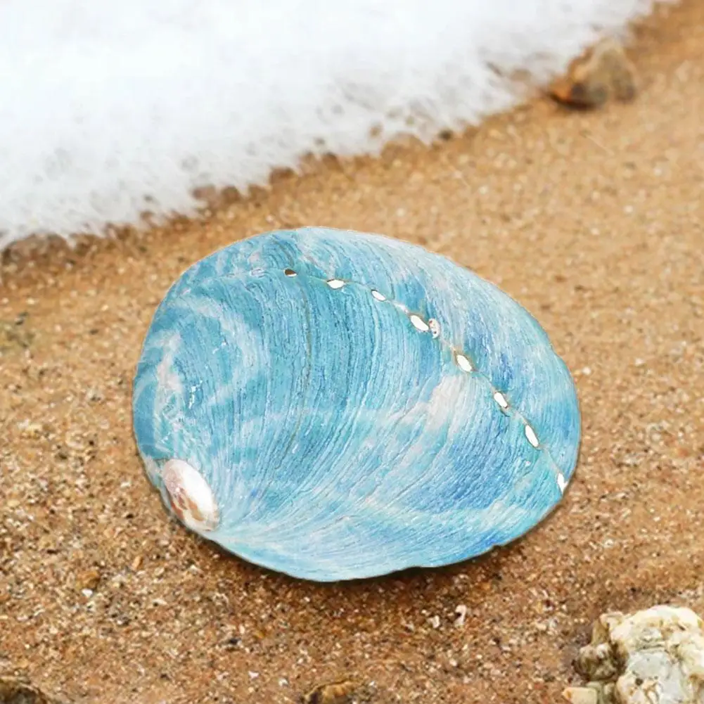 

Natural Starry Blue Abalone Shells Seashell Diy Home Aquarium Collectibles Landscaping Decoration Craft Mediterranean Decor