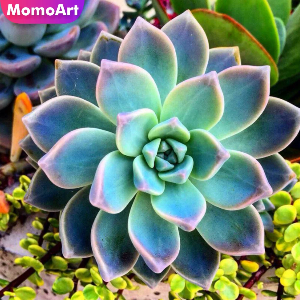 

MomoArt 5D Алмазная вышивка Суккуленты полная площадь Алмазная мозаика цветы рукоделие Алмазная Живопись вышивка крестом наборы украшения для ...