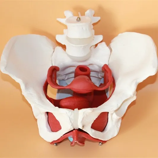female pelvic structure model Female genital model of pelvis Bladder with two lumbar pelvic floor muscle model free shipping
