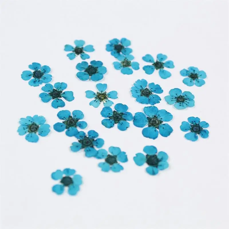 240pcs/Lot Dried Daffodils Flowers for Nail Art Plum Blossom Crafts Pressed Small Narcissus DIY Photo Frame Resin Jewelry | Дом и сад