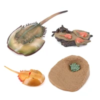 simulation horseshoe crabs growth cycle modelinsect life cycle action figures model life cognition model ornaments