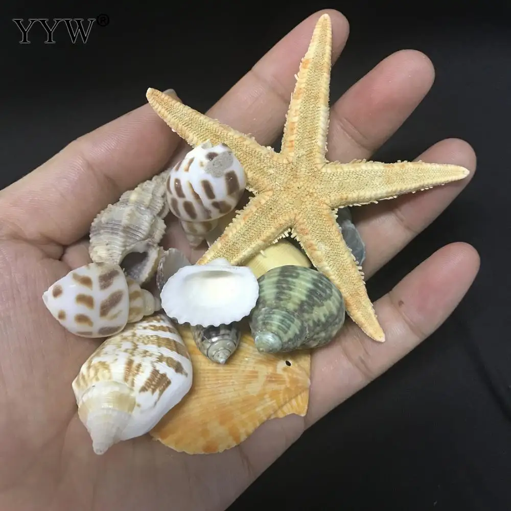 150 шт./пакет смешанные морские раковины Schelpen Coquillage Conchas Shell для украшения дома декоративный Вавилон морской домашний Морской Декор