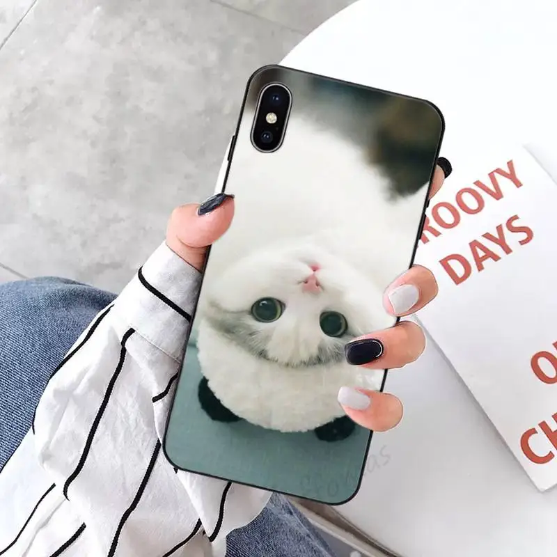 

Funny Kitten Cat lovely animal Phone Case for iPhone 11 12 mini pro XS MAX 8 7 6 6S Plus X 5S SE 2020 XR luxury cover coque