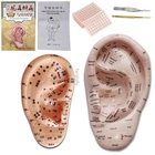 Аурикулярная палочка модель ушной аурикулярной точки зонд семена пасты ухо паста