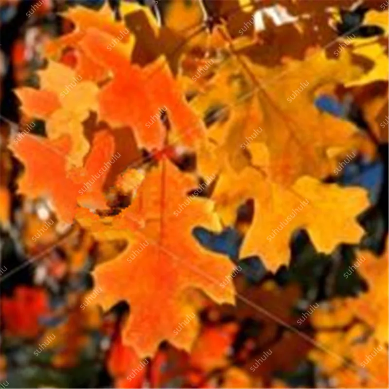 10 шт. искусственный дуб | Дом и сад