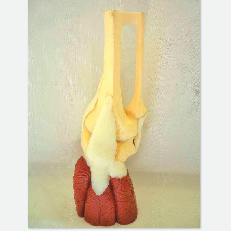 1:1 human knee joint with muscle model functional joint model Medical teaching