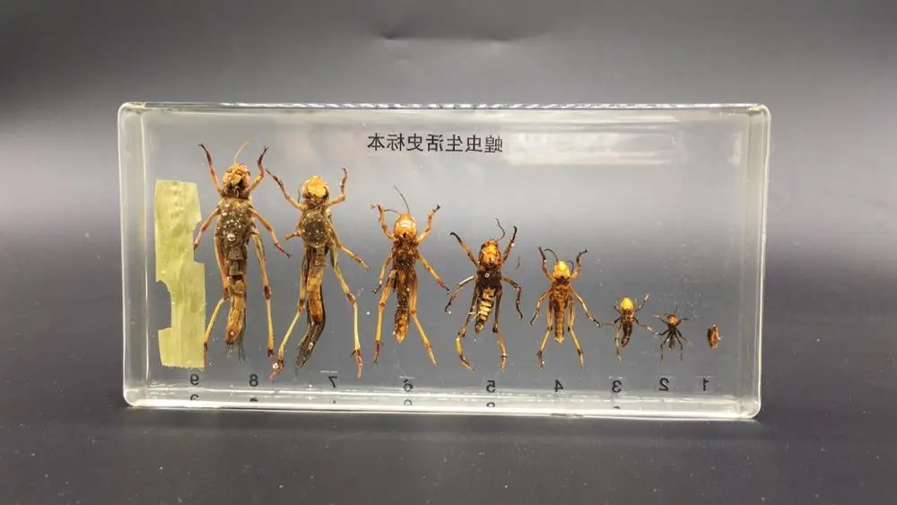 Жизненный цикл образцов кузнечика в прозрачном блестящем образовательном