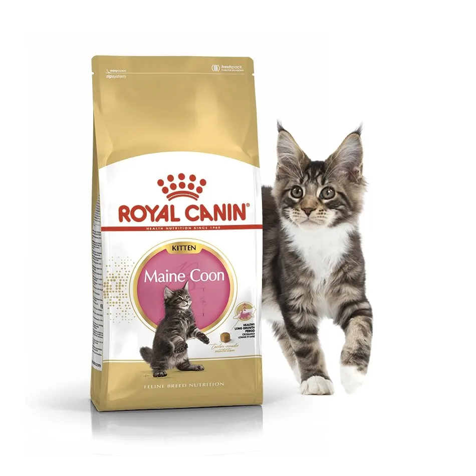 Royal Canin Maine Coon Kitten корм для котят породы мейн кун 10 кг|Кошачий сухой корм| |