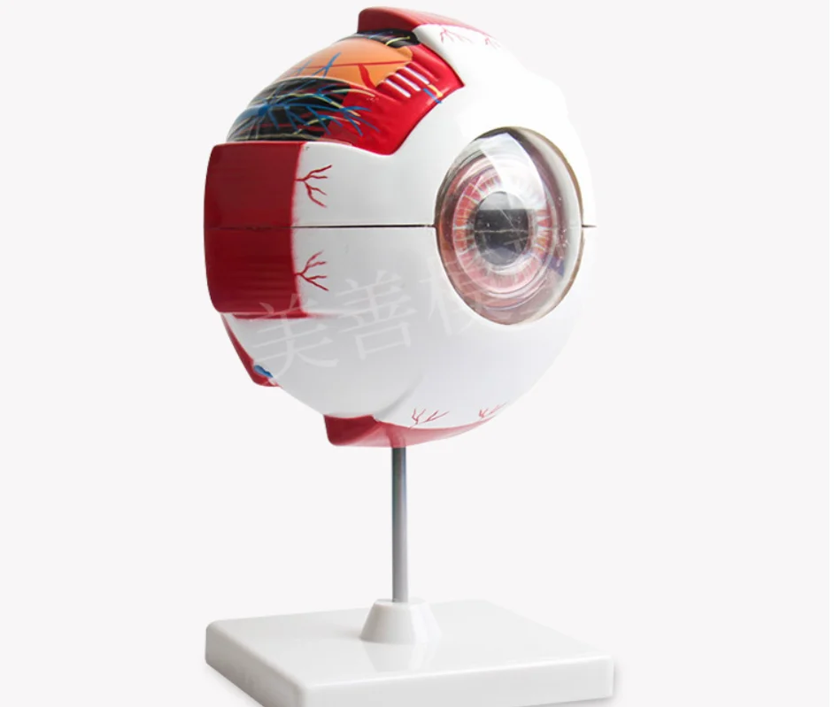 Человеческая модель глазного яблока 6x Увеличение структура лицевого глаза