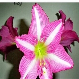 13 Ngryise 3 шт. набор Amaryllis лампочки True Hippeastrum rutilum - Цвет: 13