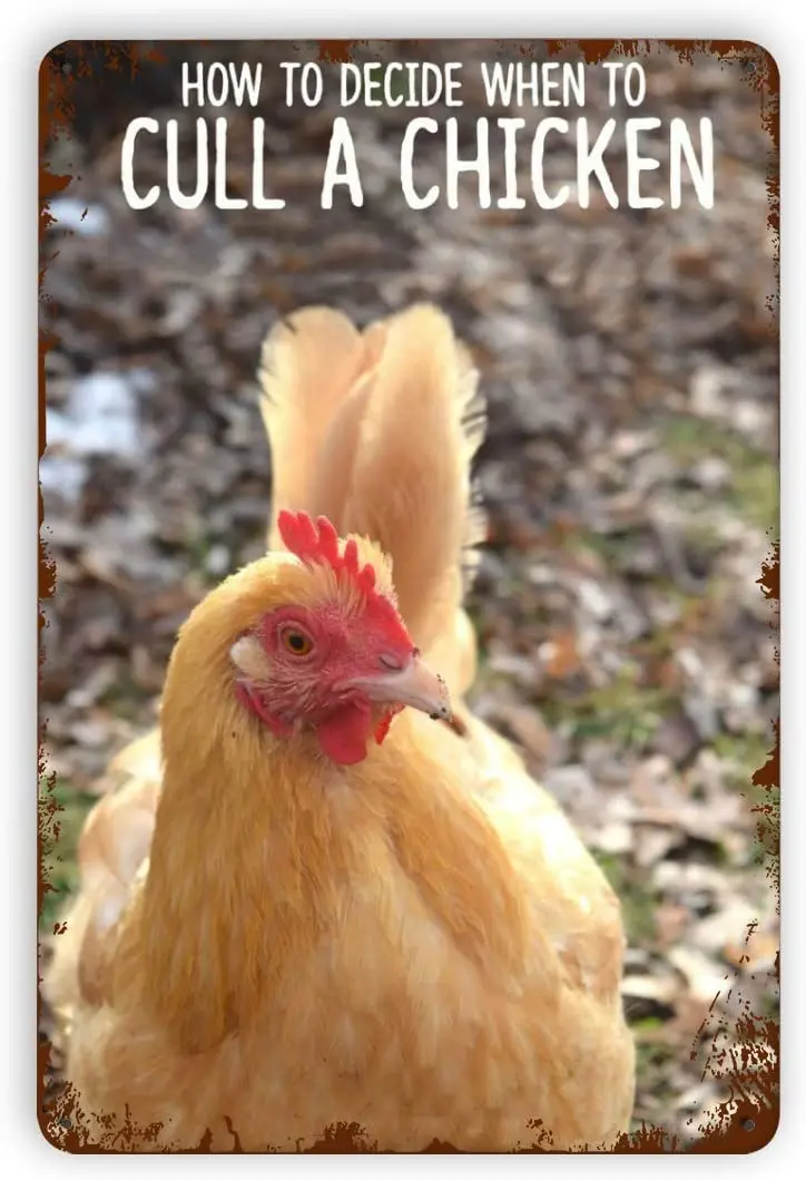 

Aperiy HowtoDecideWhentoCullaChickenMetal Tin Sign Parrot Our Backyard Freeloaders House Garden Yard Farm Shop Decor MultiSize