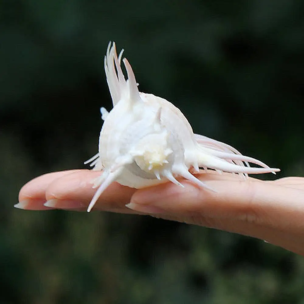 7-12 см Морская раковина Индийского океана натуральная мурекс Пектен коралл