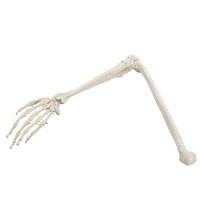 11 human bone model of bone adult arm of upper limb bone arm and radius hand bone medical science school teaching supplies