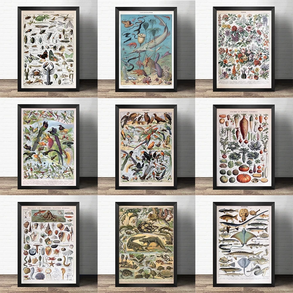 

Популярная научная декоративная живопись раннего развития-рыба и яйца птицы грибы-Атлас художественная живопись ретро постер крафт-бумага