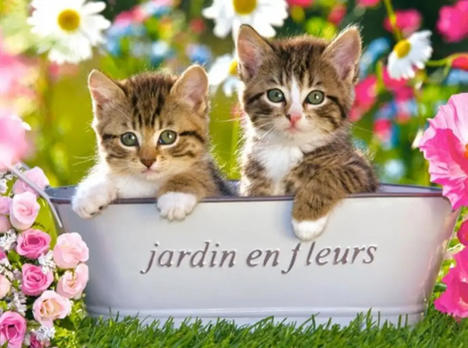 

Diamond Painting 5D Full Square/Round Drill Cat Daimond Embroidery Painting Cross Stitch Mosaic Crystal Picture Wall Art Z1573