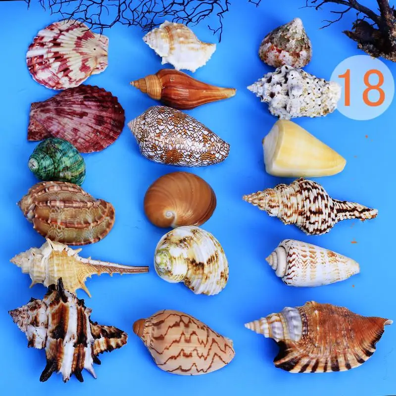 

nature seashell