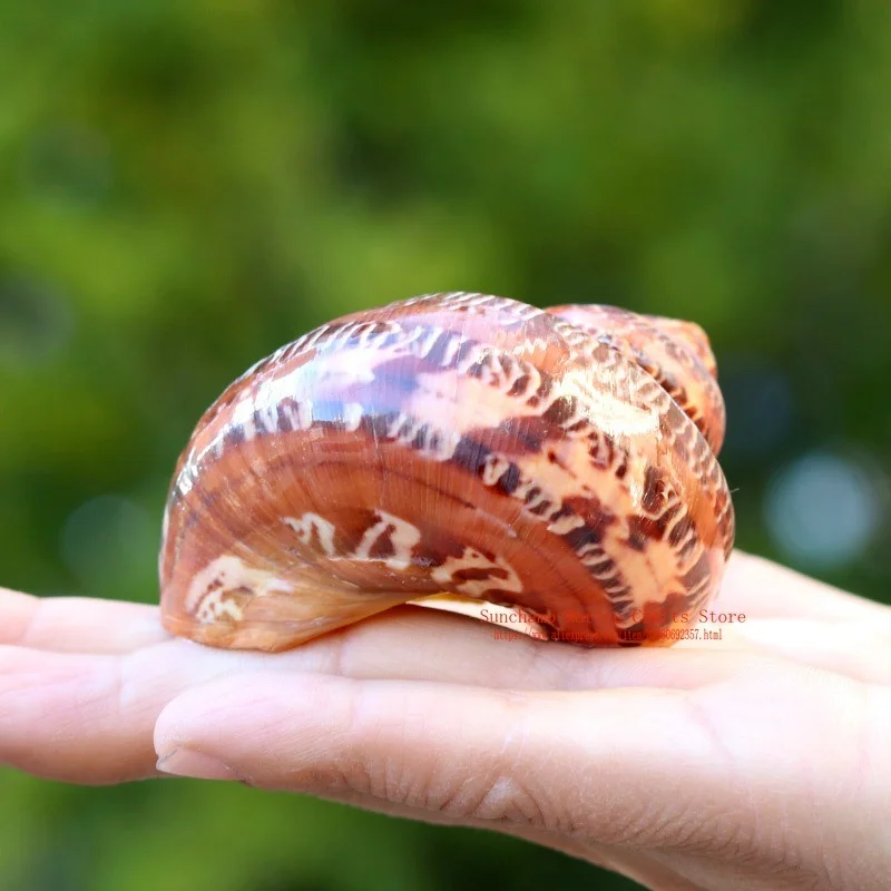 Древняя китайская морская улитка кошачий глаз натуральная раковина Аквариум