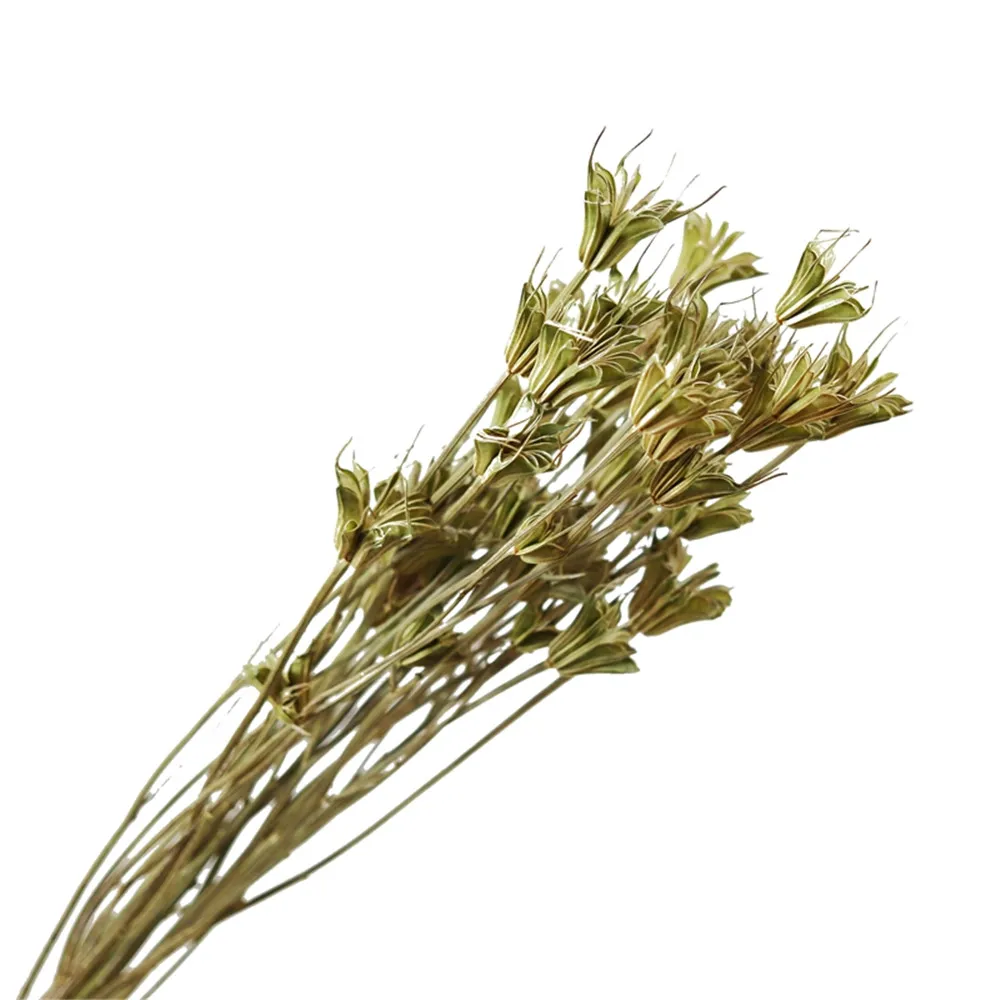 

Букет из натуральных сушеных анисов, 10 шт.