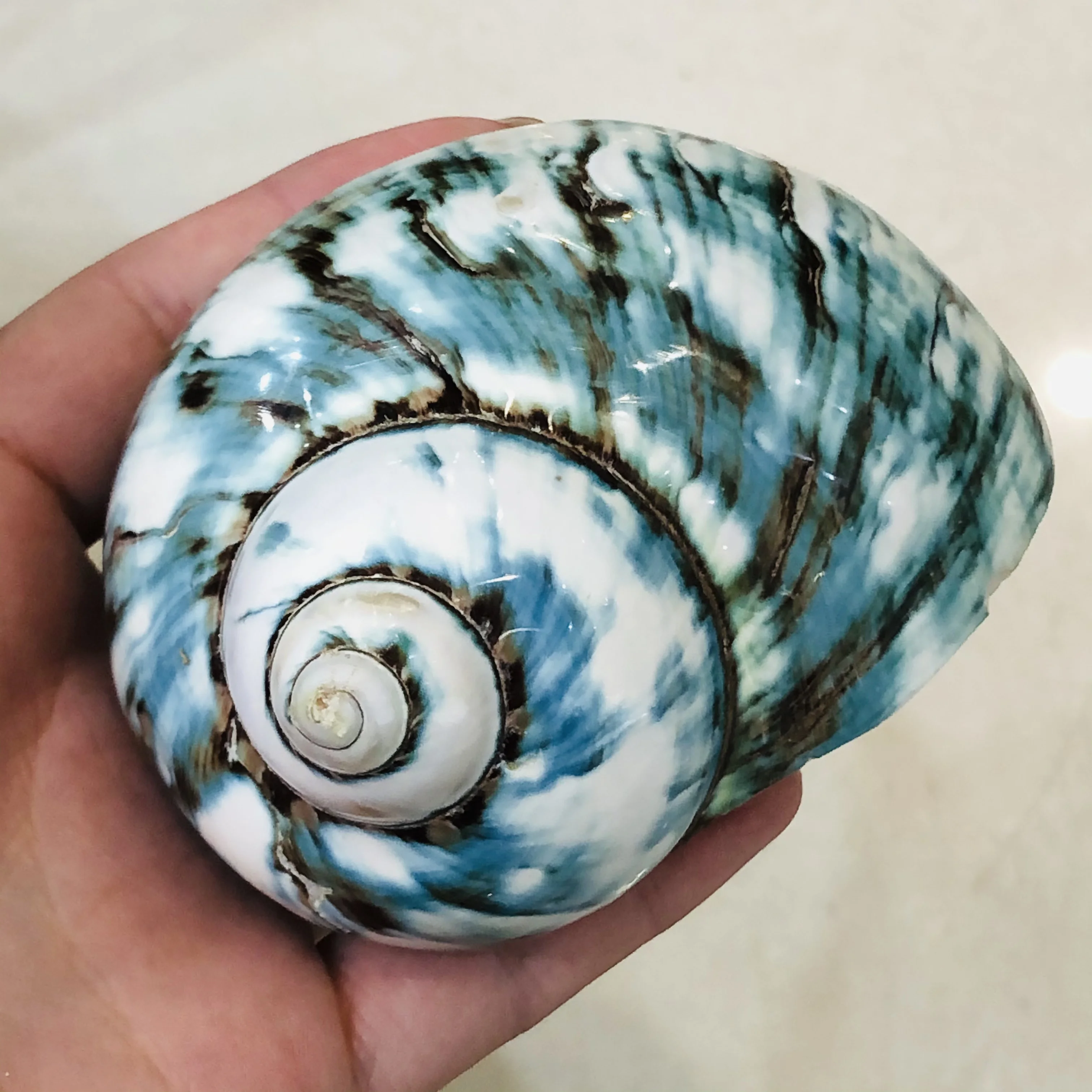 

Супер! Натуральная раковина, флуоресцентный раковина, зеленый раковина, образец, домашний декор, раковина