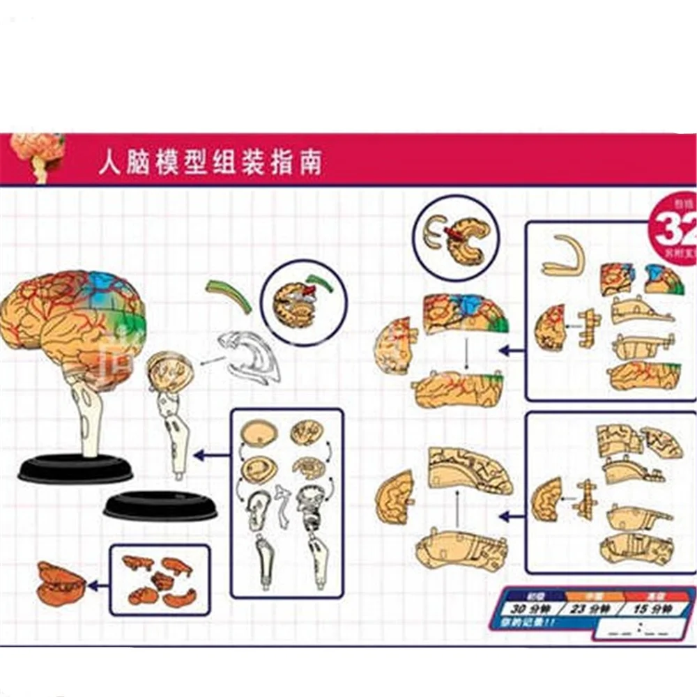 

Mini Human assembly model 32 pcs Assembled Human Anatomy Model Gift for Children