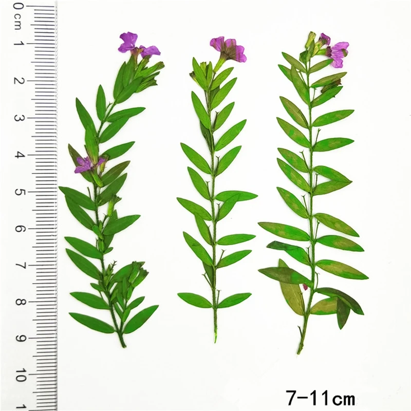 

40 шт. натуральные прессованные вечные цветы с веткой, свадебные приглашения «сделай сам», подарок для рукоделия, Закладка, украшение для тел...