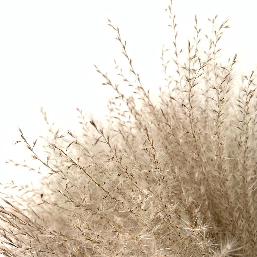

Pampas flower 30pcs natural reed dried flowers bunch real pampas grass decor home office plant ornaments wedding decor
