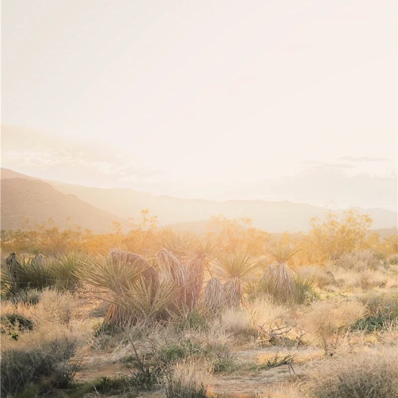 

Desert frameless Nordic poster modern desert landscape home decoration Joshua Tree mirage bedroom room mura wall art canvas