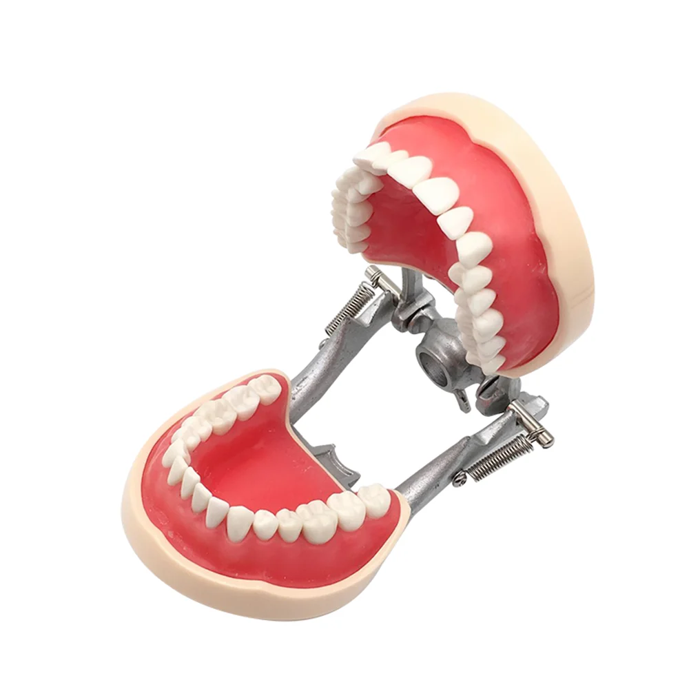 Dental Model With 24/28/32 Screw-in Teeth Tooth For Filling Training Demo Dentistry Tool Laboratory Practice Instrument | Красота и