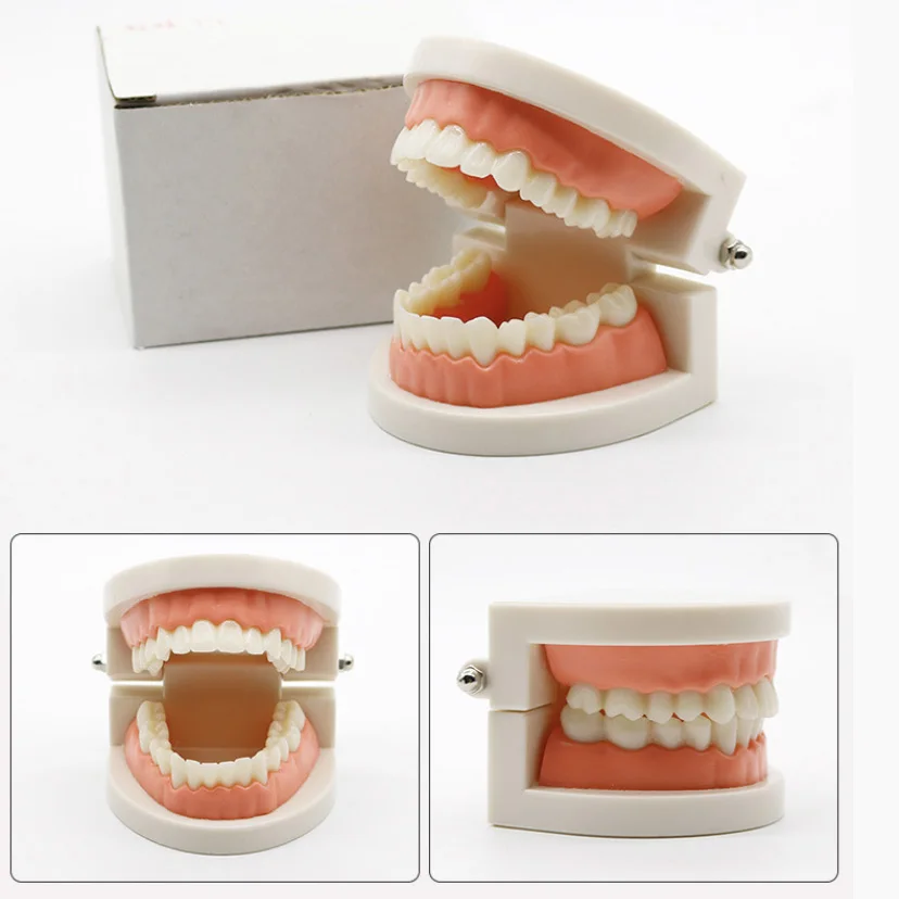 

Модель для обучения зубам, модель белых зубов, кариес, уход за зубами, обучение ротовой полости, стоматологическое оборудование, гигиена пол...