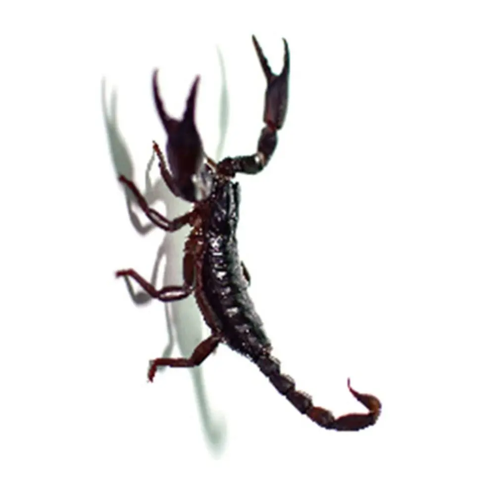 Хэллоуин 3D симулятор скорпиона паук Временная тату-наклейка для боди-арта шутки