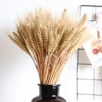 100pcsset golden natural dried wheat stalks sheaves wedding dried flowers decorative home decoration shooting props