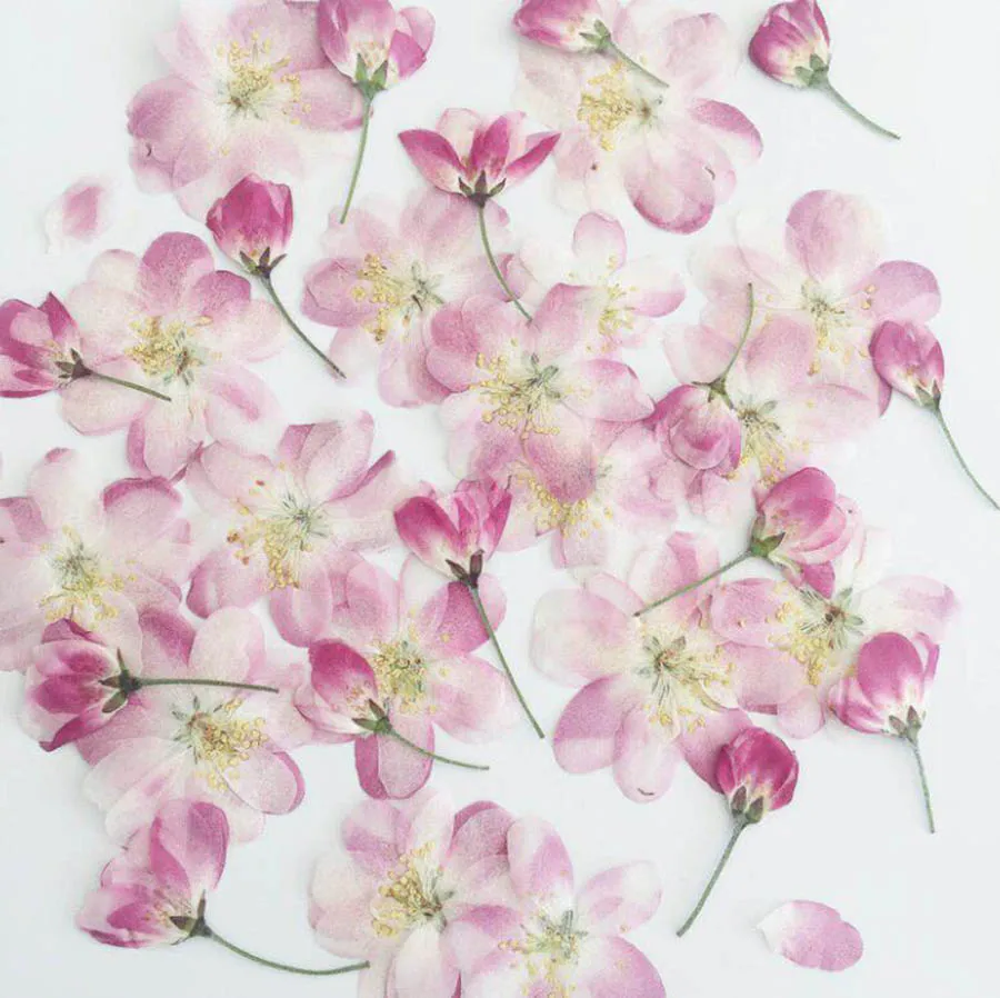 60 шт. прессованный высушенный розовый Malus Spectabilis цветок/бутоны гербарий из