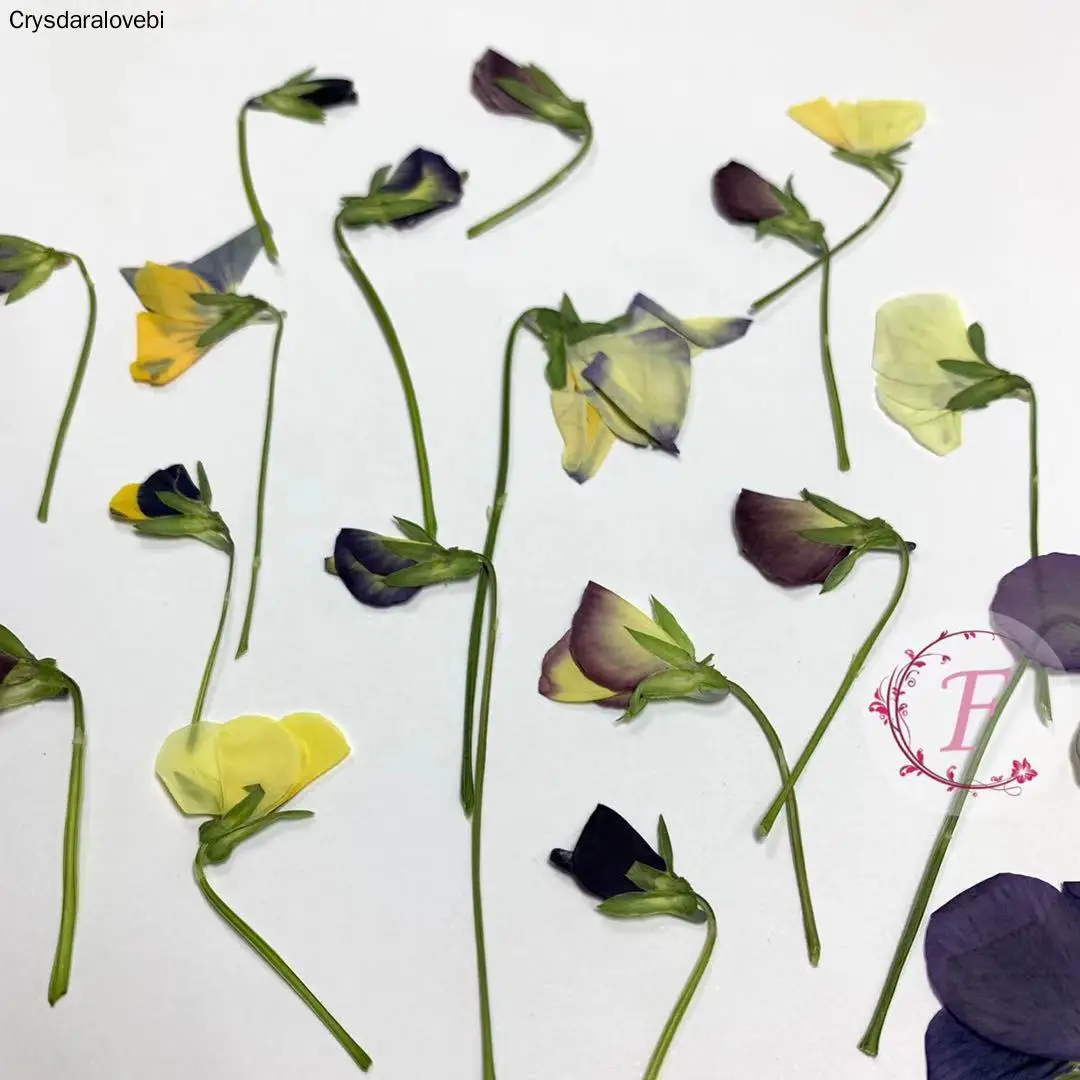 

120pcs Pressed Dried Viola Tricolor L. Flower Plants Herbarium For Jewelry Postcard Bookmark Phone Case Making DIY