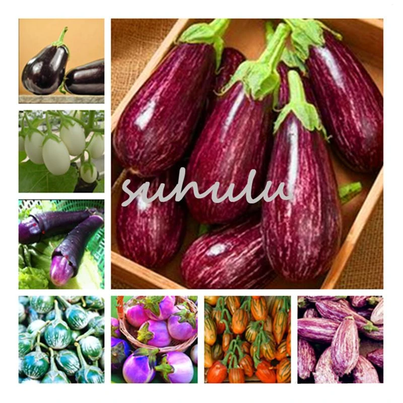 

100Pcs Organic Eggplant Seeds Vegetables Bathroom Cabinet Natural Aubergine Plants Garden Home Furniture C2U-8