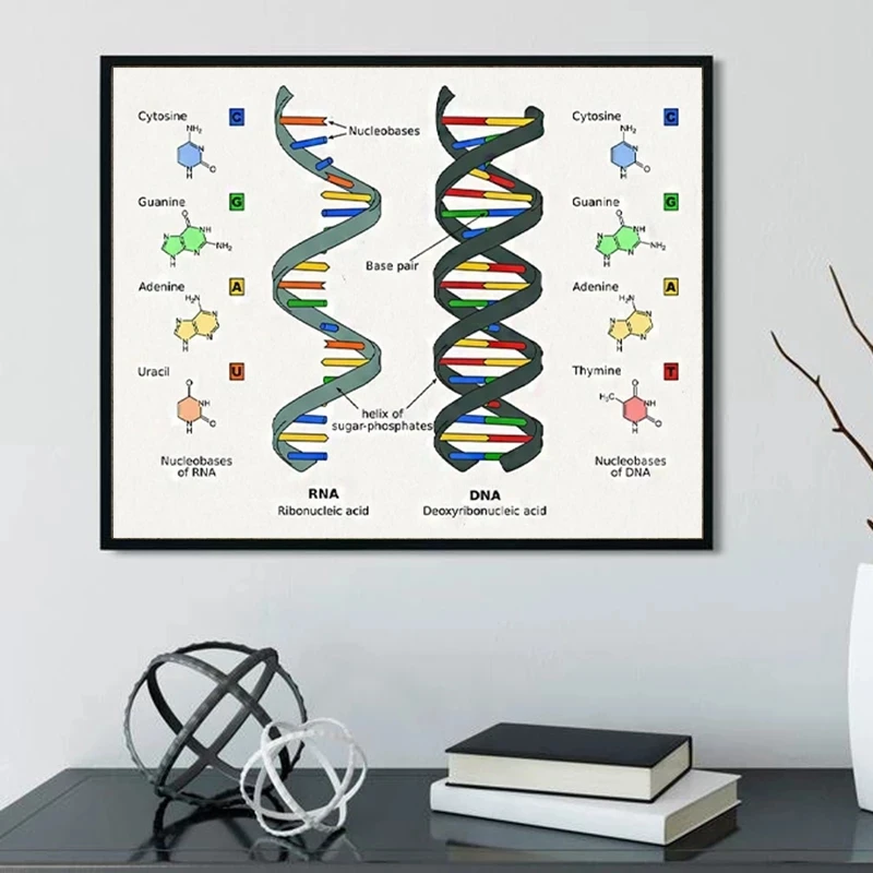 

Human DNA and RNA Canvas Printing Science Biology Poster Art Photo Genetic Code Chemistry Decoration Canvas Painting Frameless