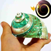 natural bkhlsh shell conch coral peeled green turban decoration specimen aquarium fish snail collection gift snail tank y7y9