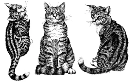 Прозрачный штамп кошка DIY скрапбук карта альбом бумага ремесло силиконовый