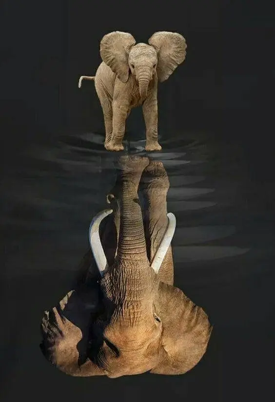 

Fox Cat Elephant Dog Painting By Numbers Paint Animal DIY Canvas Picture Hand Painted Pictures Oil Painting By Numbers