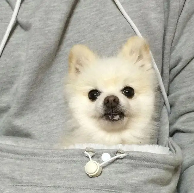 Sweatshirt Cat hoodie Pet Casual Unisex cat kangaroo pocket Sweatershirts Hoodie Sweater shirts Adult Version | Дом и сад