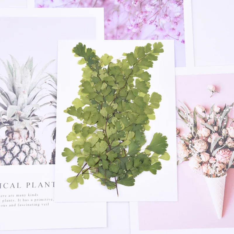 Maidenhair папоротник сено тиснение diy клей фотоальбом Закладка прессованный цветок