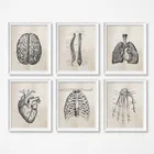 5D алмазная живопись своими руками, Анатомия человека, наука, винтажная Алмазная мозаика, медицинская докторская анатомия, вышивка крестиком, наборы для декора