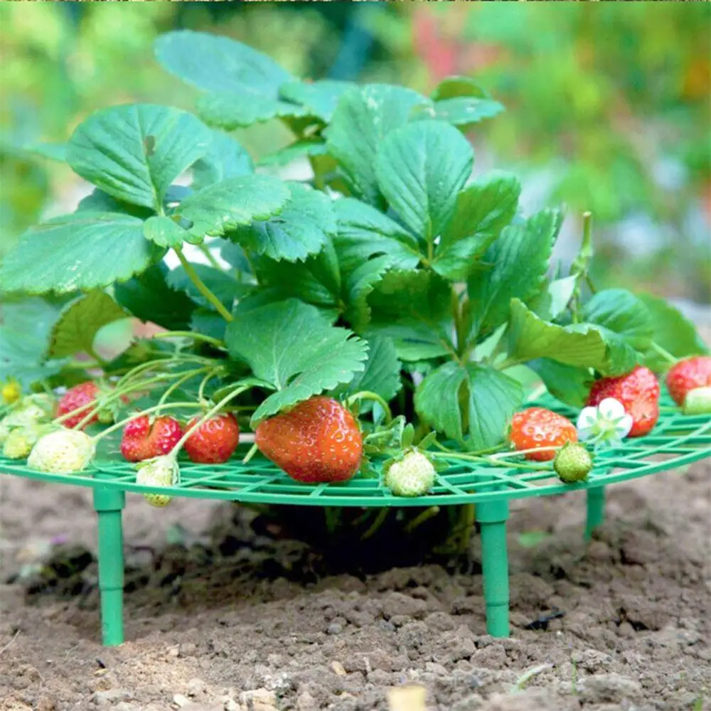 Подставка для клубники держатель опоры подставка цветов фруктов растений