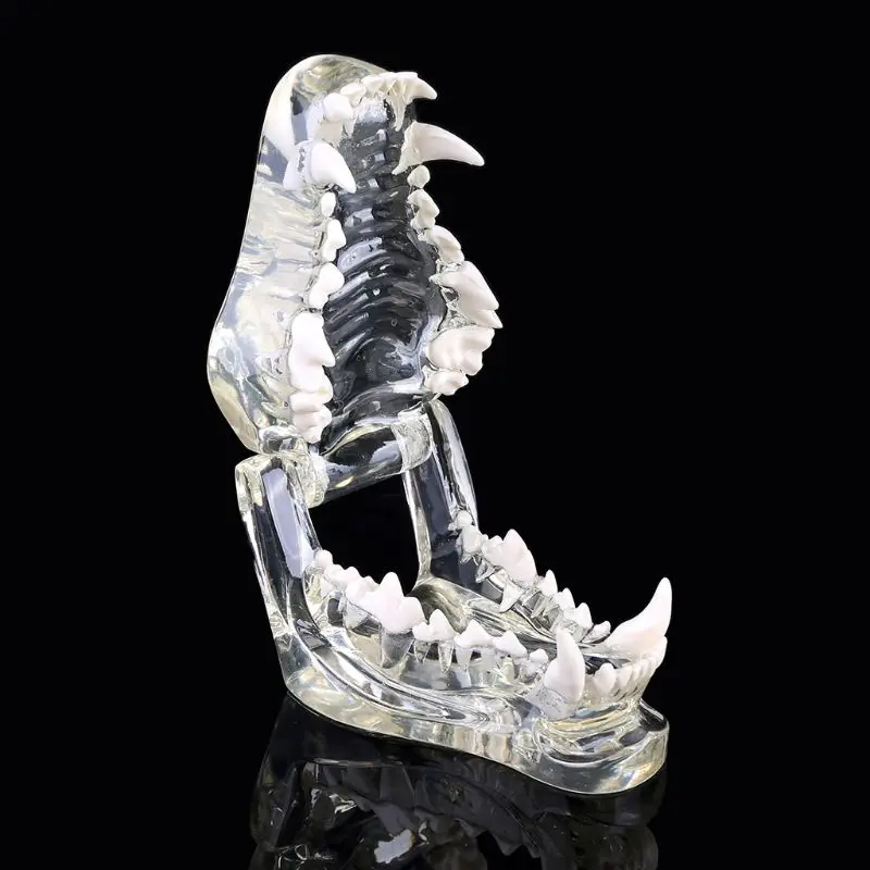 

Transparent Dog Teeth Jaw Tooth Model Anatomical Teaching Demonstration Veterinary Dentition Canine