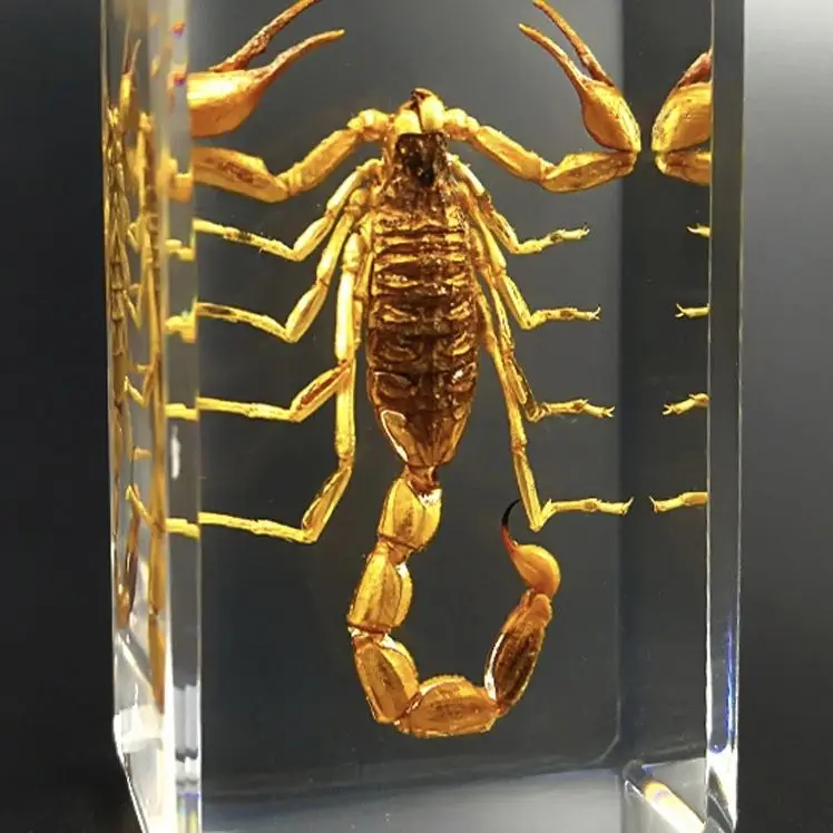 

Insect Artificial Amber Ornaments Water Drop Shaped Scorpion locust Specimen Decoration Crafts Mascot Gift Accessories