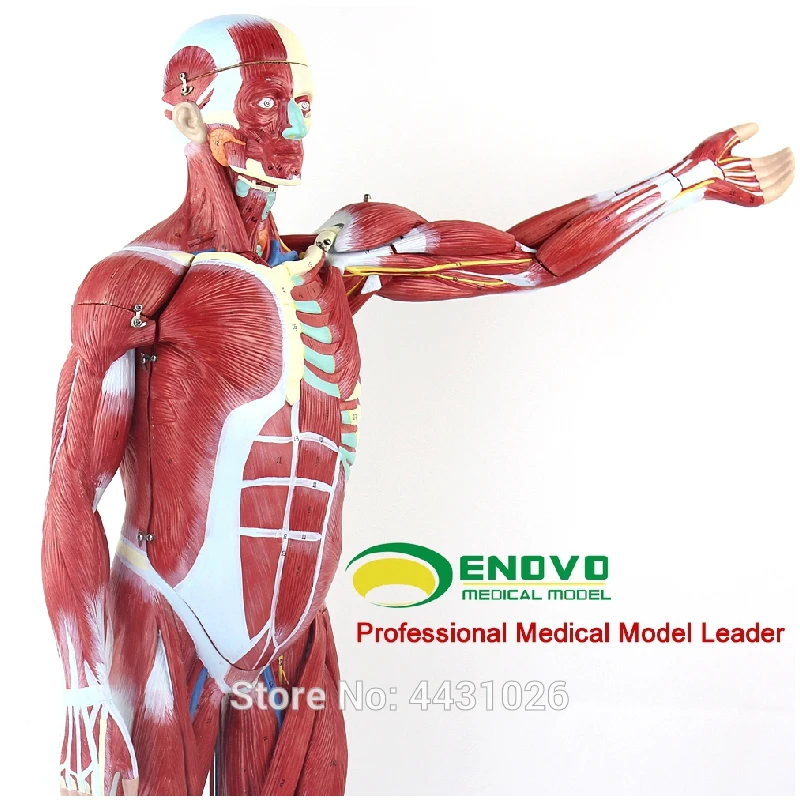 Эново анатомическая модель анатомии человеческого тела мышц и внутренних