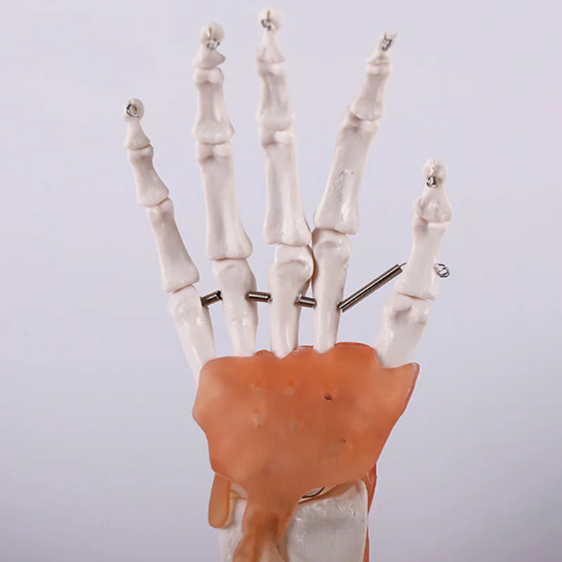 Медицинская наука образование студент учебные материалы усовершенствованный